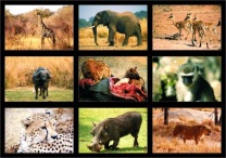 Lehrmittel Tiere und Landschaften der Galapagos-Inseln, digitale Fotos
