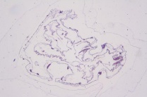 Mikropräparat - Clavelina, Kiemendarmregion, quer