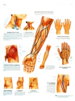 Anatomische Lehrtafel, Klinisch wichtige Gefäß- und Nervenverläufe