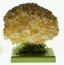 Pilzmodell Krause Glucke, Fette Henne