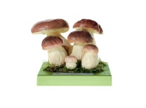 Pilzmodell Steinpilz, Herrenpilz Pilzmodell Steinpilz, Herrenpilz