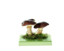 Pilzmodell Butterpilz