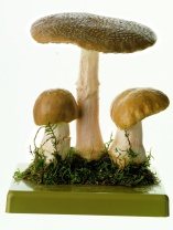 Pilzmodell Perlpilz