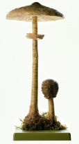 Pilzmodell Riesenschirmling, Parasol