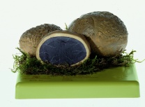 Pilzmodell Kartoffelbovist Pilzmodell Kartoffelbovist