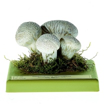 Pilzmodell Flaschenstäubling