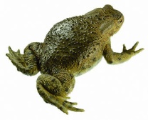 Modell Erdkröte. Bufo bufo - Paar im Amplexus