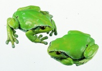 Modell Laubfrosch. Weibchen (2 Modelle)