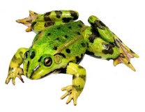 Modell Wasserfrosch, männlich