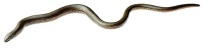 Modell Blindschleiche, Weibchen