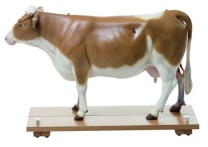 Modell Rind, 13-teilig Modell Rind, 13-teilig