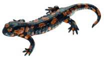Modell Gefleckter Feuersalamander, männlich, Rote Varietät