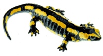 Modell Gebänderter Feuersalamander, weiblich,