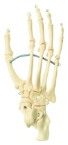 Modell Schimpansen-Fußskelett, Naturabguß