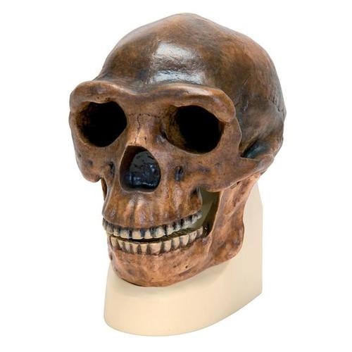 Anthropologischer Schädel - Sinanthropus