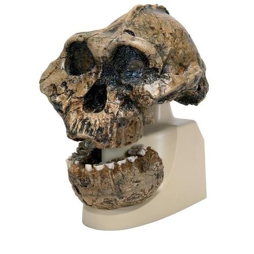 Anthropologischer Schädel - KNM-ER 406 (Australopithecus Boisei)