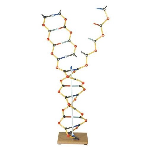 Modell DNA - RNA Set