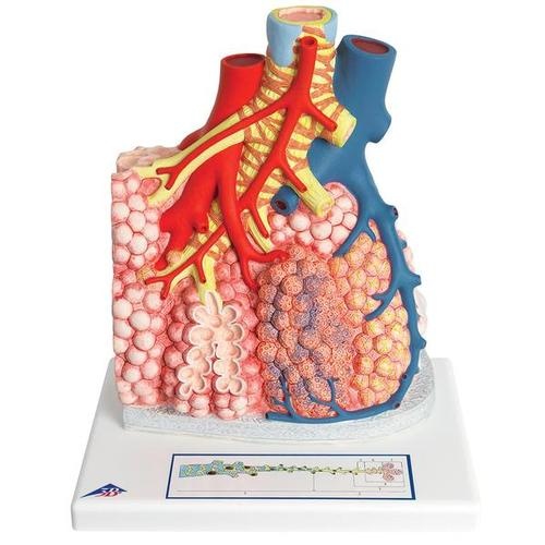 Lungenläppchen mit umgebenden Blutgefäßen