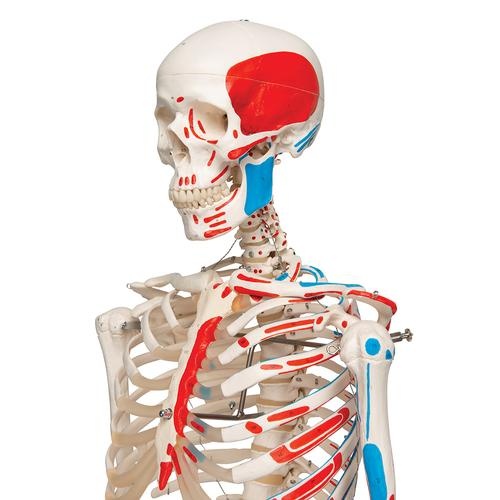 Skelett Mensch lebensgroß bei » Kostümpalast