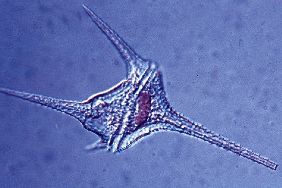 Mikropräparat - Ceratium, Panzergeißler aus dem Plankton