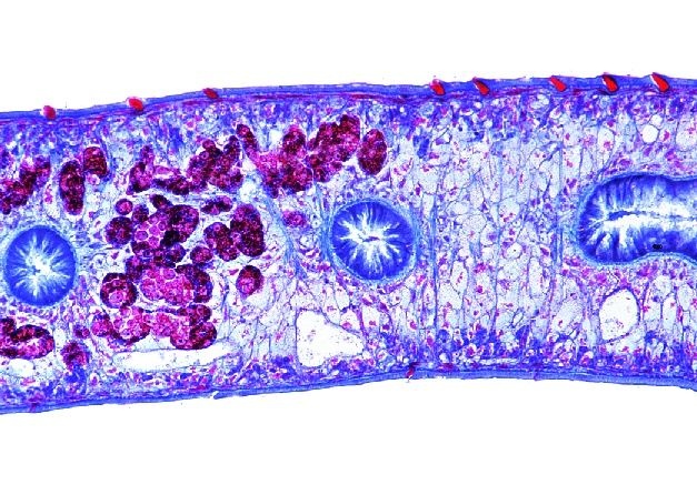 Mikropräparat - Fasciola hepatica, Großer Leberegel, quer