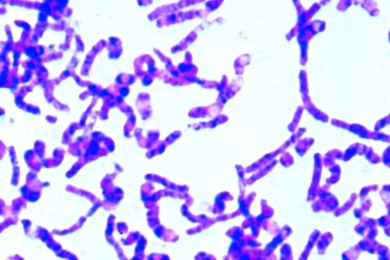 Mikropräparate - Bakterien. Basisserie, 25 Präparate