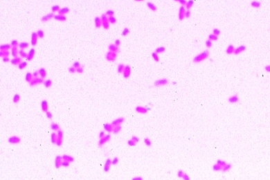 Mikropräparat - Escherichia coli, Darmbakterien, Ausstrich, fakultativ pathogen