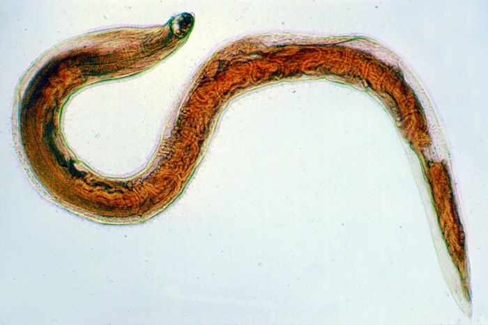 Mikropräparat - Ancylostoma, Hakenwurm, Männchen oder Weibchen, total