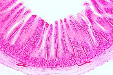 Mikropräparat - Dünndarm vom Säugetier, quer. Blutgefäße injiziert