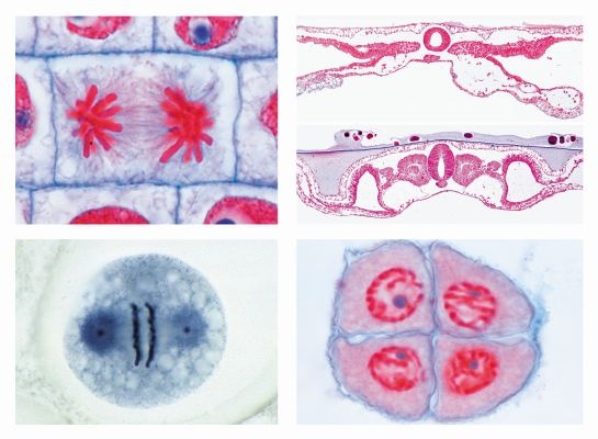 Mikropräparate - Genetik, Fortpflanzung und Entwicklung, Sekundarstufe II Serie V, 19 Präparate mit ausführlichem Begleittext