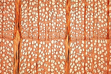 Mikropräparat - Gesunder Holzkörper eines Laubbaums (Buche), quer