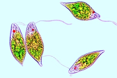 Mikropräparat - Geißeltierchen (Euglena), Vorkommen in stehenden, überdüngten Gewässern