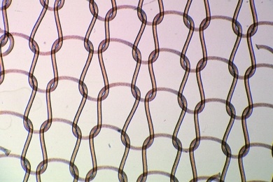Mikropräparat - Nylon-Fasern