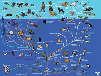 Stammbusch des Tierreichs + Evolution einer Foraminiferengruppe