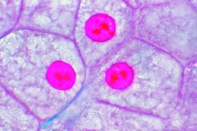 Mikropräparat - Leber vom Salamander, quer. Einfache tierische Zellen mit Zellgrenzen, Zellkernen und Plasma