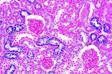 Mikropräparat - Niere der Maus, quer, Darstellung der Speicherung in den Epithelzellen nach Injektion von Trypanblau (Vitalfärbung)
