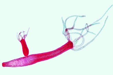 Mikropräparat - Hydra, Süßwasserpolyp, total. Fuß, Körper, Mundöffnung, Fangarme mit Nesselzellen