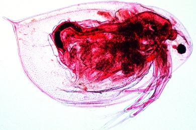 Mikropräparat - Daphnia und Cyclops, Kleinkrebse aus dem Plankton