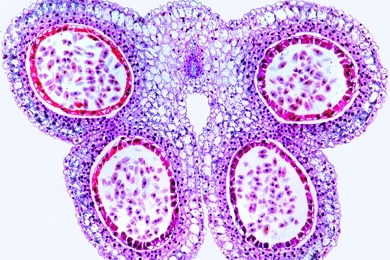 Mikropräparat - Staubbeutel der Lilie (Lilium candidum), quer, Pollenkammern und Pollenkörner