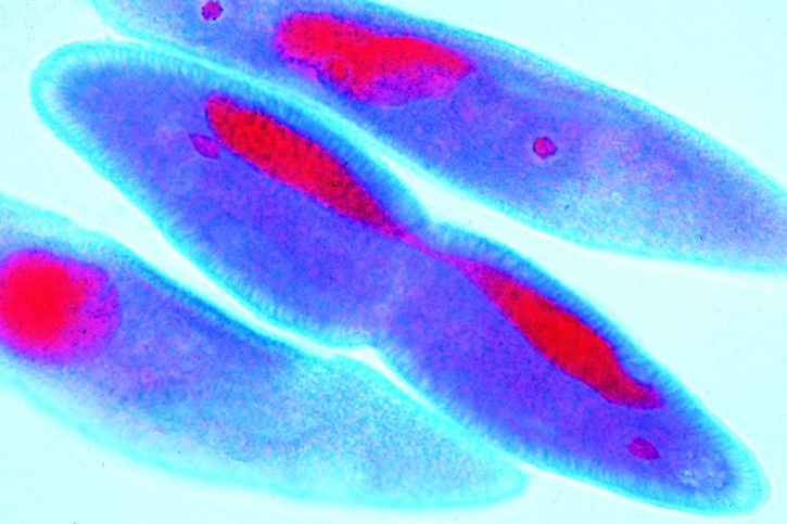 Mikropräparate - Das Pantoffeltierchen (Paramaecium, caudatum), 8 Präparate