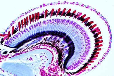 Mikropräparat - Flußkrebs, Auge längs. Komplexauge