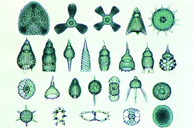 Mikropräparat - Radiolaria, Strahlentierchen, viele verschiedene Formen