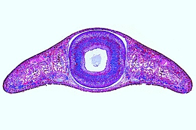 Mikropräparat - Planaria, Strudelwurm, Körpermitte quer, Innere Organe