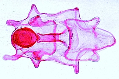 Mikropräparate in Serie - Stachelhäuter, Moostiere, Armfüßer (Echinodermata, Bryozoa, Brachiopoda),  10 Präparate