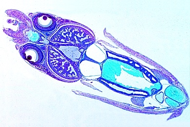 Mikropräparat - Tintenfisch, Alloteuthis, junges Tier, längs