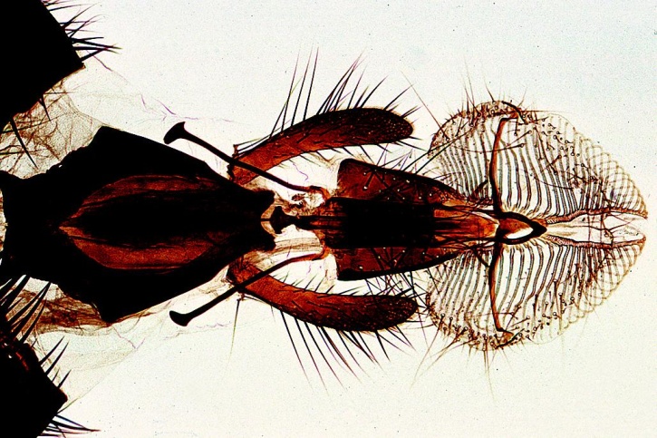 Mikropräparate in Serie - Zweiflügler und Flöhe (Diptera, Aphanoptera), 15 Präparate, Mit ausführlichem Begleittext