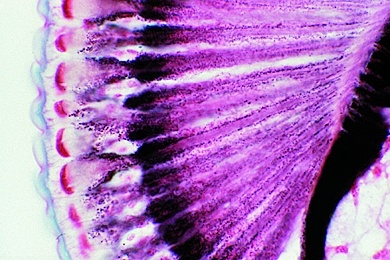 Mikropräparat - Facettenauge einer Fliege, Radialschnitt mit Ommatidien