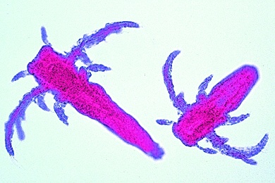 Mikropräparate in Serie - Krebstiere (Crustacea).  10 Präparate