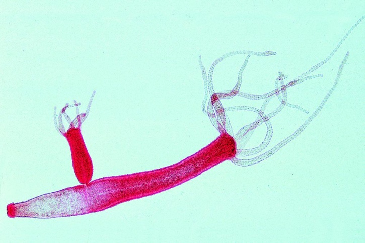 Mikropräparate in Serie - Schwämme und Hohltiere (Porifera, Coelenterata).  10 Präparate