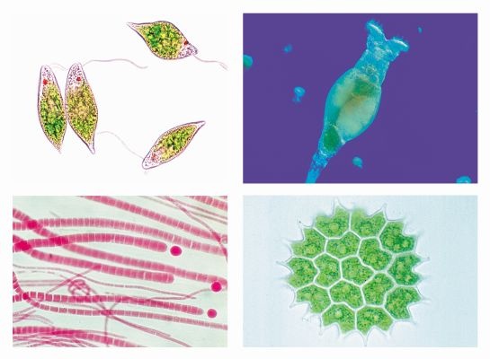 Mikropräparate in Serie - Lebensraum Süßwasser,  25 Präparate mit Begleittext